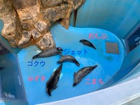 プール掃除で底に勢ぞろい。深く立体的な構造なのでいろんな角度から観察可能