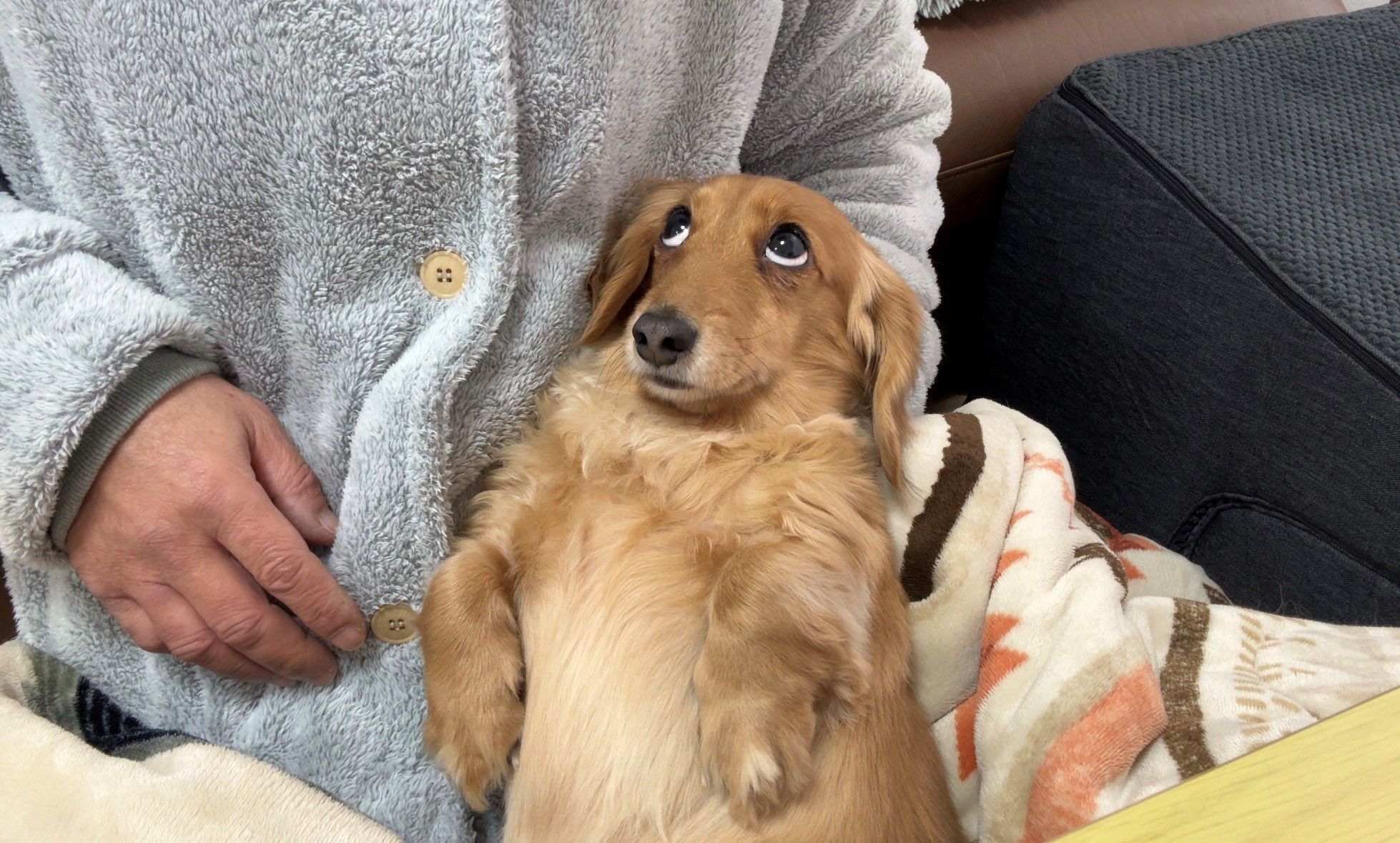 上目遣いで飼い主をメロメロにするダックス あまりの愛らしさに