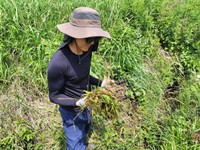 用水路に詰まった草を取り除く作業。ほぼ毎日、2時間かけて行います（画像提供：パフまりこ たぬき社:稲作本店さん）