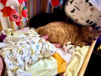 足があたっても…じっと丸まったまま。オレオちゃん（奥）、リッツくん（手前）（画像提供：黎さん）