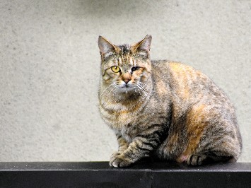 「地域猫」と共に生きる　町内会が見守り…　若者との交流も