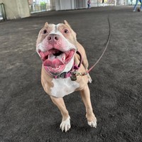 雨をさけて散歩を楽しむアンちゃん（画像提供：アン-ANNE-さん）