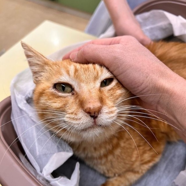 「1日でも長く生きてほしい」と今村さん（画像提供：今村かなえさん）