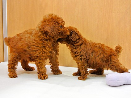 子犬・子猫の８週間の規制、国が検討　社会化などに問題