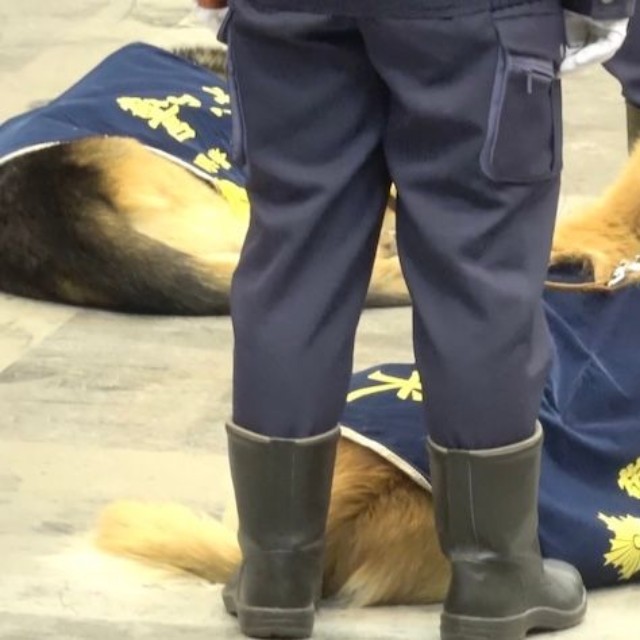 隣の隊列の「異変」に気づいたわんちゃん（動画からキャプチャー／提供：ゆるふわ怪電波☆埼玉さん）