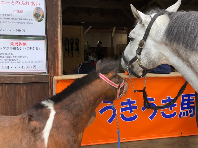 馬とのふれあい体験もあり