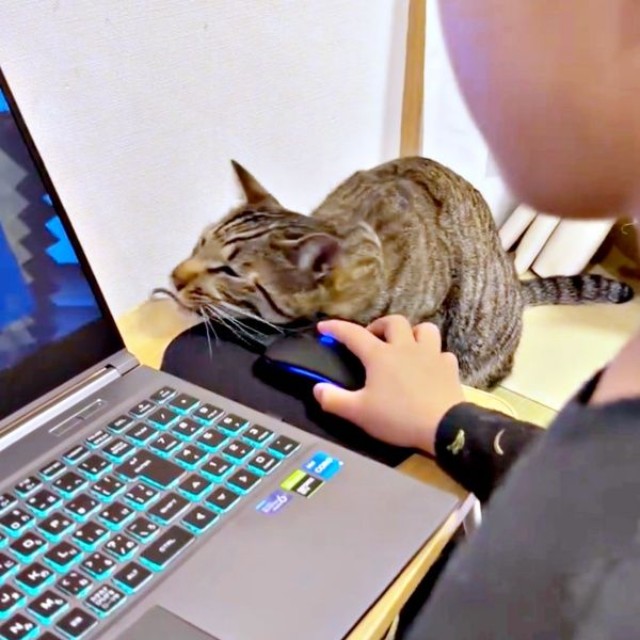 マウスにスリスリするzozoくん（画像提供：zozoさん）