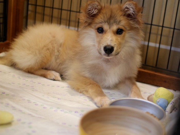 わが家に来た日の福助