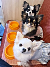 お出かけ中、美味しいご飯待ちのひとコマ（手前から）天羽ちゃん、小梅ちゃん、小毬ちゃん（画像提供：梅羽毬さん）