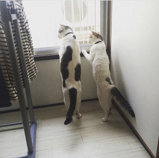 窓の外に興味津々（左がヨルくん）