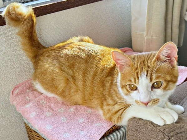2023年11月22日、日向ぼっこするミミちゃん（画像提供：neko好きさん）