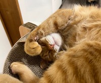 おうちの中でくつろぐカイちゃん（画像提供：クウとカイさん）