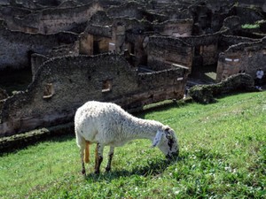 ポンペイ遺跡におなかをすかせた羊の群れ　「古代の光景」が復活した理由は？