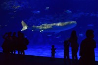 10代目ユウユウ。世界最大の魚を誰でもみることができるのは貴重（かごしま水族館提供）