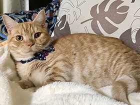 一緒にまったりしよ？　ぷっくりマズルのマンチカン「タイガー」