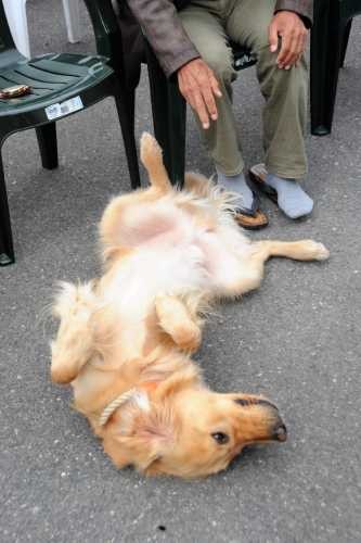 地元住民の前でおなかを出して「なでで」とせがむ