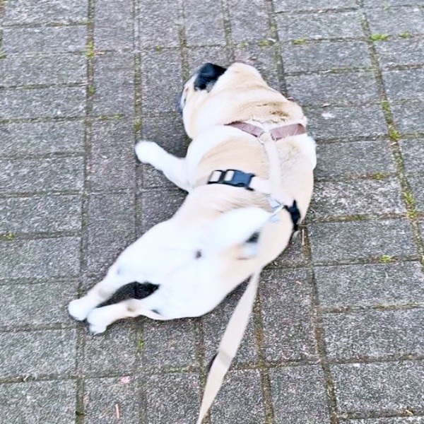 「何してるんですか（笑）」 通行人から思わず声をかけられた横綱ちゃん（画像提供：よこむすびさん）