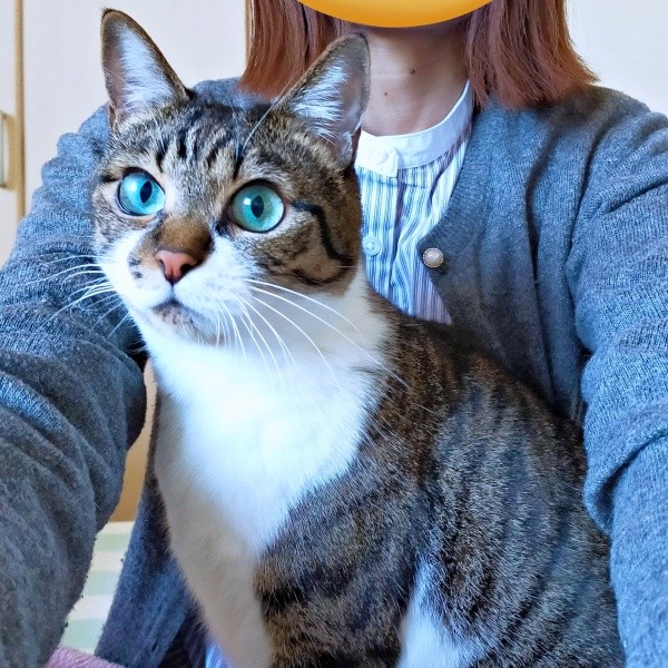 飼い主さんの膝上にちょこんと座るてつおくん（画像提供：まりてつさん）