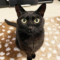 きゅるんとした瞳がキュートなうにちゃん（画像提供：うおおおさん）