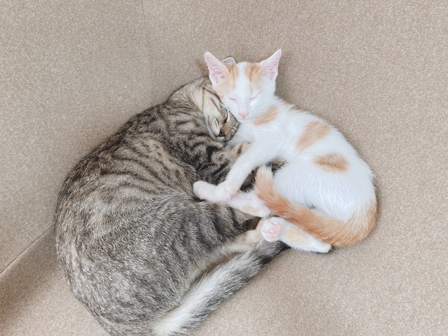 一緒に丸くなって眠る猫ちゃんたち（提供：siestaさん）
