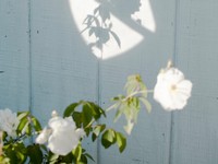 高校の大掃除で正体を知った香りは、保育園のあの先生を思い出す匂い