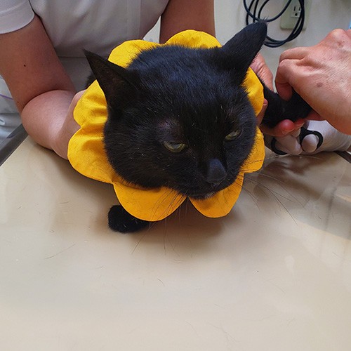 検査の時に爪を切ってもらい「むっ」とした表情（家ではなかなか切らせてくれなくて）