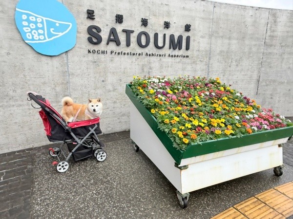 「高知県立足摺海洋館 SATOUMI」を訪れたゆめちゃん（画像提供：柴犬の見る夢さん）