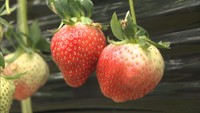 寒波による朝晩の寒暖差で例年より大きくて甘いイチゴが育っている