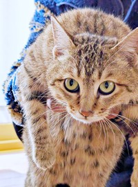 2月19日、飼い主さんに保護されたキィちゃん（画像提供：アヴェマナヴさん）