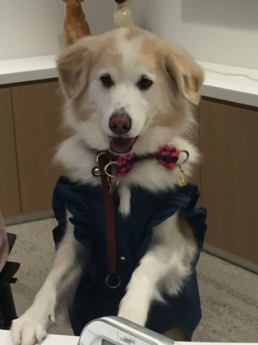 オフイスに来たラン（提供写真）