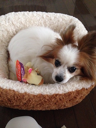 13歳のころ、お気に入りのおもちゃを抱え込んでいる様子。