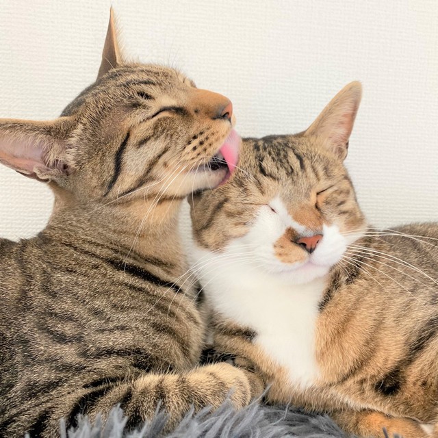 大きくなってもティーガくんはフェリックスくんのお世話を焼きたいみたい