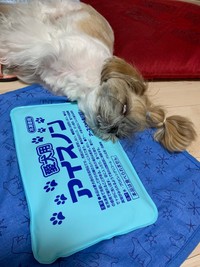 犬用アイスノンを枕に白目でスヤァ（提供：こじろうのかいぬしさん）