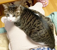 飼い主さんの膝上でくつろぐふくくん（画像提供：とこもさん）