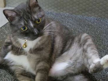 相撲部屋の猫親方「モル」　稽古ににらみ「気ぃ抜くなよ」