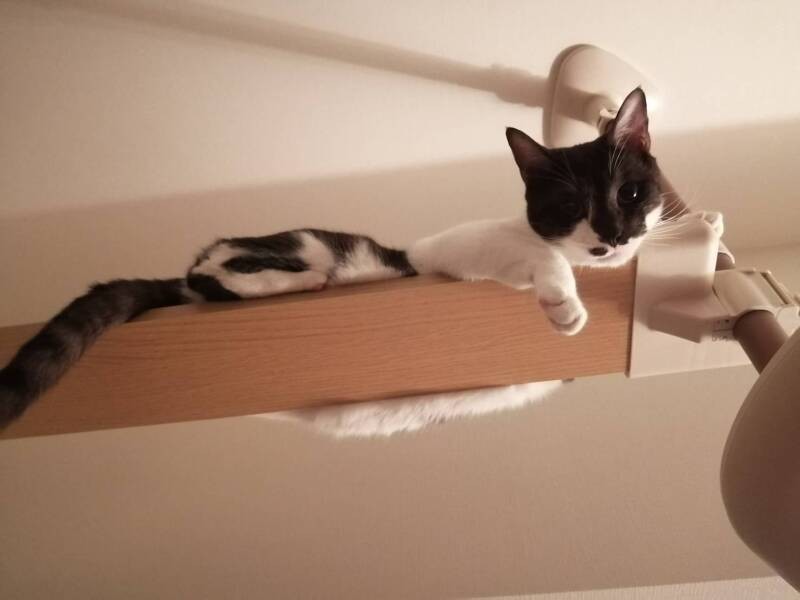 「ごはんを減らしましょう」と獣医の先生にいわれ、キャットウォークからはみでるお体が少し気になる、おセンチぱとさん。「とほほ」（愛子さん提供）