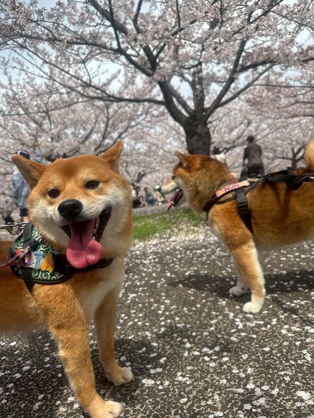 元保護犬、1歳半になる柴犬男子、ぽたくん（左手前）と、心優しい先住犬、4歳半になる柴犬男子、ぬんくん（右）。家族で桜を楽しみました（画像提供：しばいぬ_ぬんさん）
