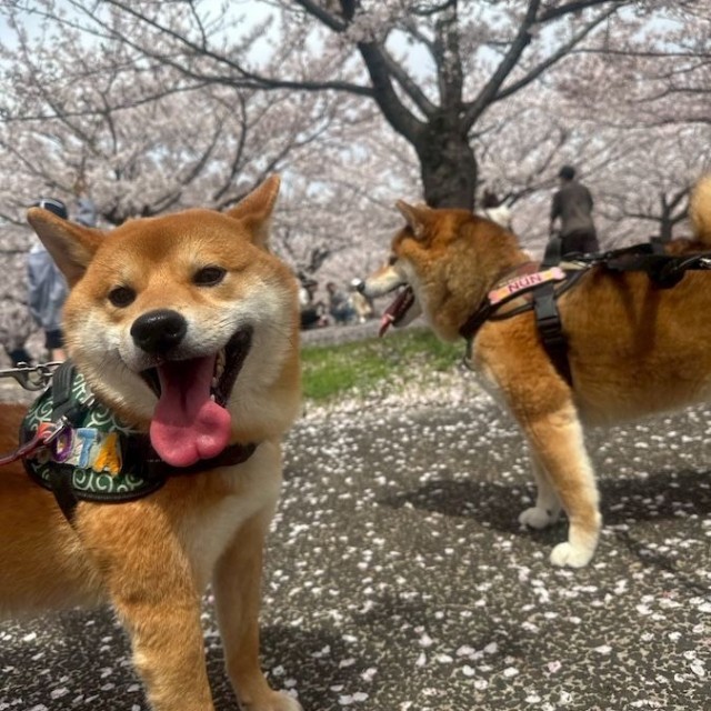 元保護犬、1歳半になる柴犬男子、ぽたくん（左手前）と、心優しい先住犬、4歳半になる柴犬男子、ぬんくん（右）。家族で桜を楽しみました（画像提供：しばいぬ_ぬんさん）