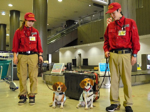成田空港、ビーグルの「検疫探知犬」が６頭に
