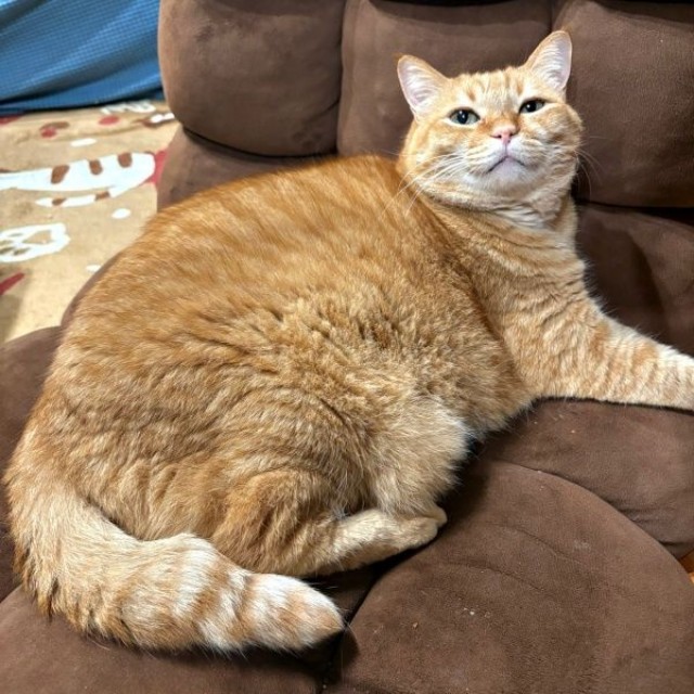 座椅子でくつろぐすずくん（画像提供：すずつむふうさん）