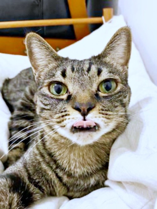 うっかり舌ペロ！ ワンダーくん（画像提供：キャットアパートメントコーヒーさん）