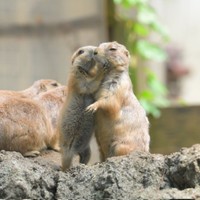 夏毛のプレイリードッグ（提供：プレーリードッグカメラマンさん）