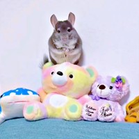 まるでぬいぐるみ！？ ちょこんと登ったプリンちゃん（画像提供：プリンさん）