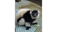 クロシロエリマキキツネザル　提供：池田動物園
