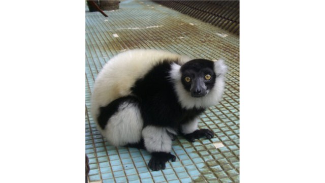 クロシロエリマキキツネザル　提供：池田動物園