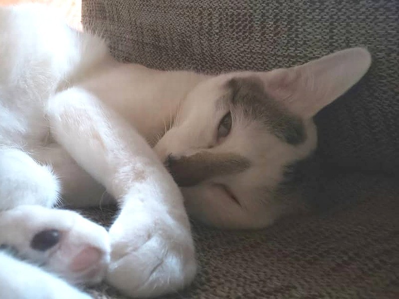 お昼寝「しあわせだにゃあ」