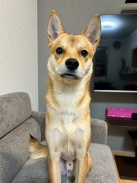 おとなっぽい顔つきになった虎徹くん（画像提供：虎徹さん）