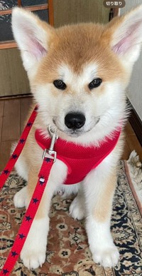 子犬時代のあさひくん。凛々しさは今と変わりません（画像提供：秋田犬あさひ akitainu asahiさん）