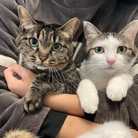 飼い主さんに抱っこされるココちゃん（左）と同居猫のリボンちゃん（右）（画像提供：ココ･リボンさん）