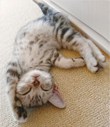 「笑顔にメロメロ」（へそ天にゃんこ/三笠書房）